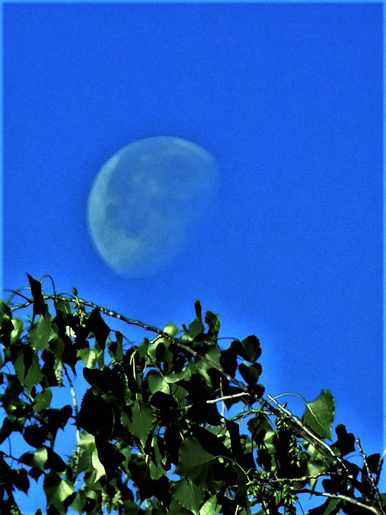 Early morning moon